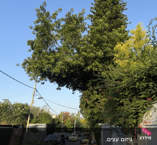 עצים ברחוב עם ענפים גזומים על הכביש